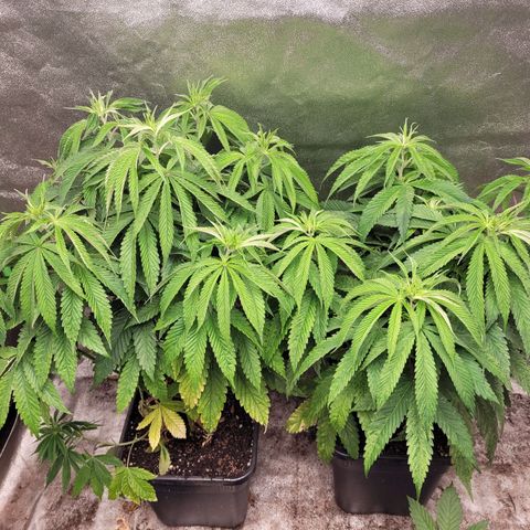 Chef Smurf growlog timeline photo