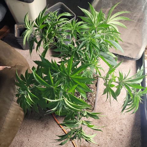Chef Smurf growlog timeline photo