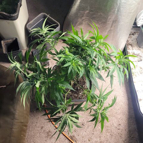 Chef Smurf growlog timeline photo
