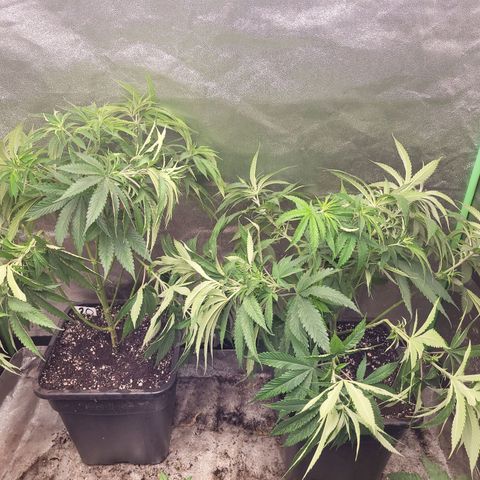 Chef Smurf growlog timeline photo
