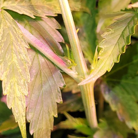Chef Smurf growlog photo: Got one female and one male...one has to go...