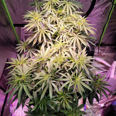 Chef Smurf growlog photo: Got one female and one male...one has to go...
