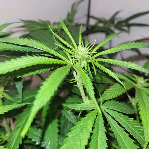 Chef Smurf growlog timeline photo