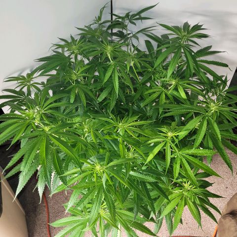 Chef Smurf growlog timeline photo