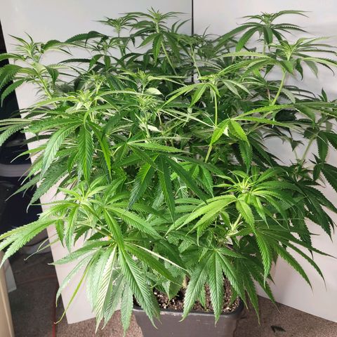 Chef Smurf growlog timeline photo