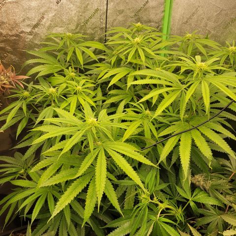 Chef Smurf growlog timeline photo