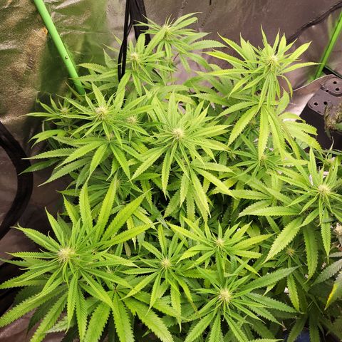Chef Smurf growlog timeline photo
