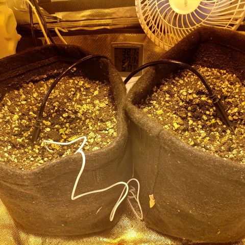 Mara e Maravilha growlog timeline photo