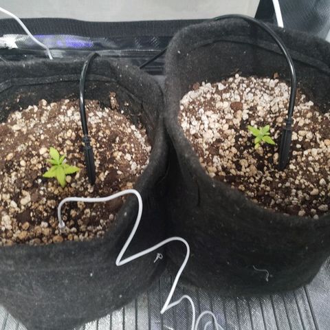 Mara e Maravilha growlog photo: Tem uma folha da Maravilha que está queimada pode ser o Ph ou a luz 
