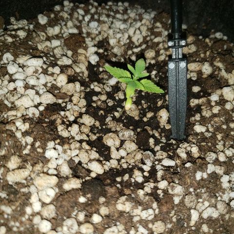 Mara e Maravilha growlog photo: Tem uma folha da Maravilha que está queimada pode ser o Ph ou a luz 