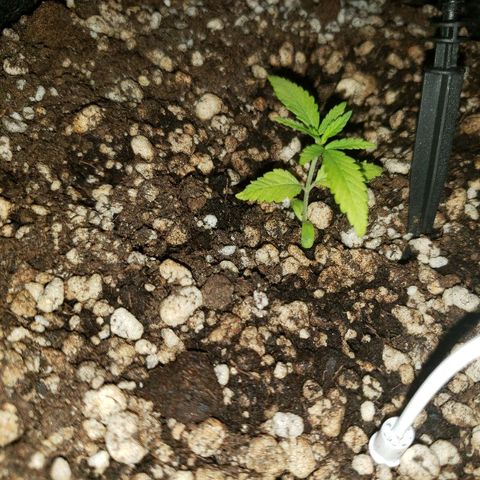 Mara e Maravilha growlog photo: Tem uma folha da Maravilha que está queimada pode ser o Ph ou a luz 
