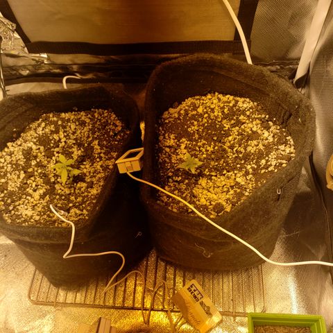 Mara e Maravilha growlog timeline photo