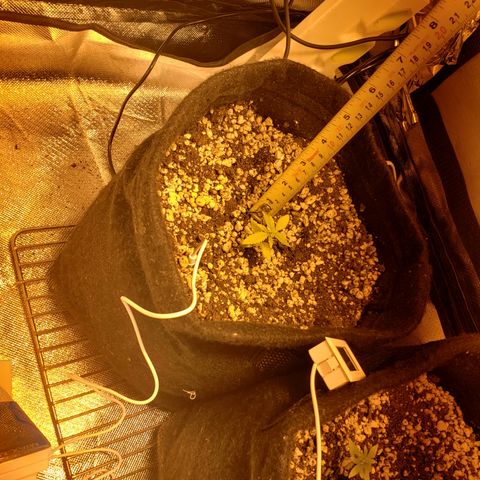 Mara e Maravilha growlog timeline photo