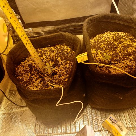 Mara e Maravilha growlog timeline photo