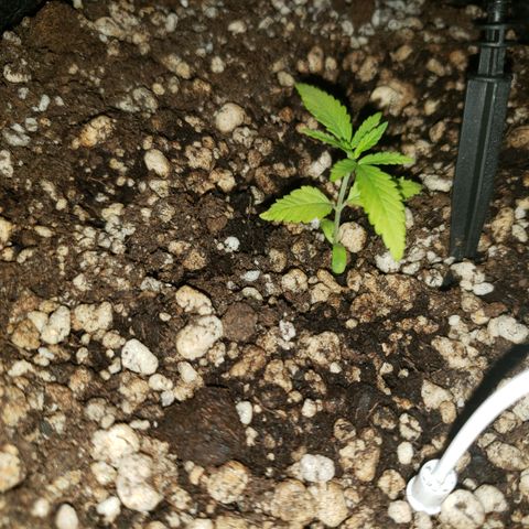 Mara e Maravilha growlog timeline photo