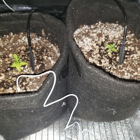 Mara e Maravilha growlog timeline photo