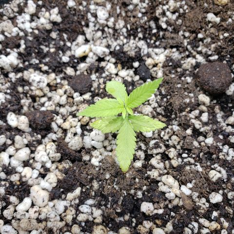 Mara e Maravilha growlog timeline photo