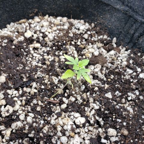 Mara e Maravilha growlog timeline photo
