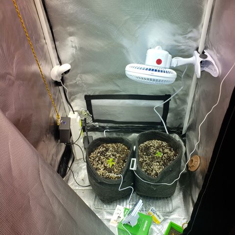 Mara e Maravilha growlog timeline photo