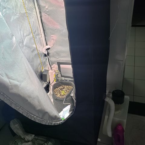 Mara e Maravilha growlog timeline photo