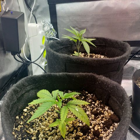 Mara e Maravilha growlog timeline photo