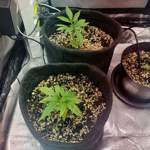 Mara e Maravilha growlog timeline photo
