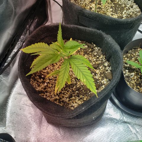 Mara e Maravilha growlog timeline photo