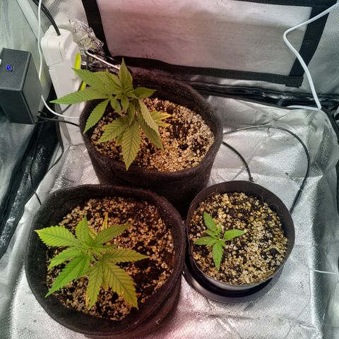 Mara e Maravilha growlog timeline photo