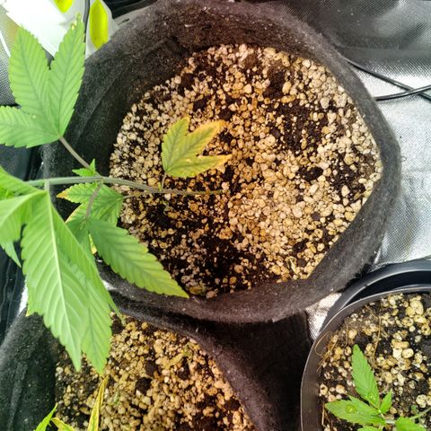 Mara e Maravilha growlog timeline photo