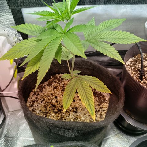 Mara e Maravilha growlog timeline photo