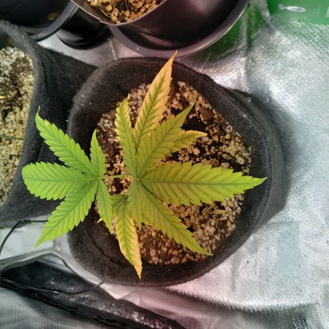 Mara e Maravilha growlog timeline photo