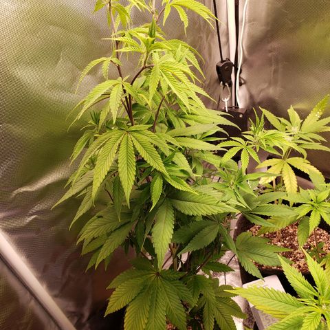 Mara e Maravilha growlog timeline photo