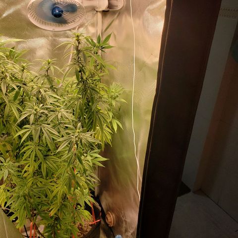 Mara e Maravilha growlog timeline photo