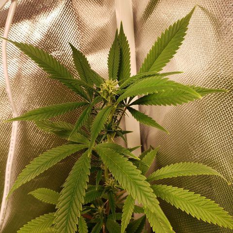 Mara e Maravilha growlog timeline photo