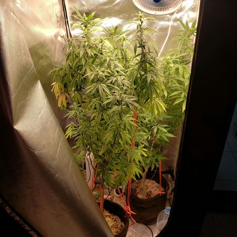 Mara e Maravilha growlog timeline photo