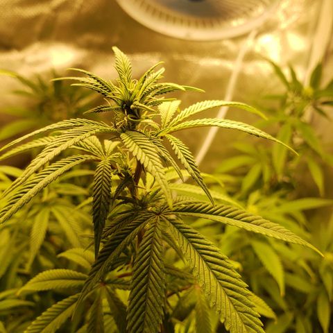 Mara e Maravilha growlog timeline photo