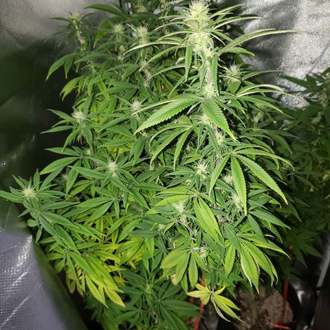 Mara e Maravilha growlog timeline photo