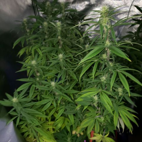 Mara e Maravilha growlog timeline photo