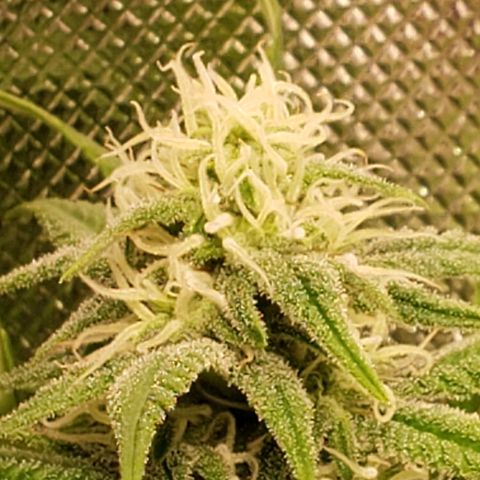 Mara e Maravilha growlog timeline photo