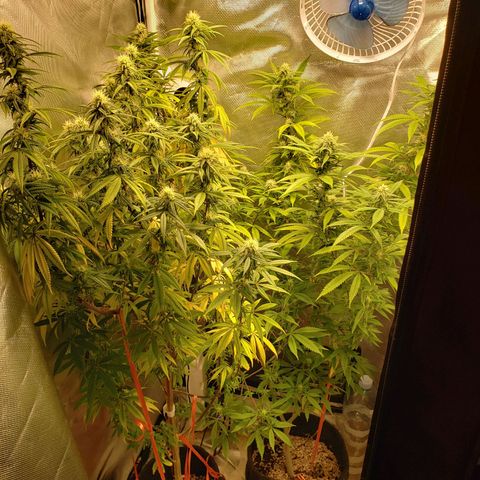 Mara e Maravilha growlog timeline photo