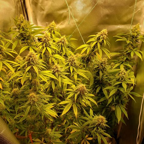 Mara e Maravilha growlog timeline photo