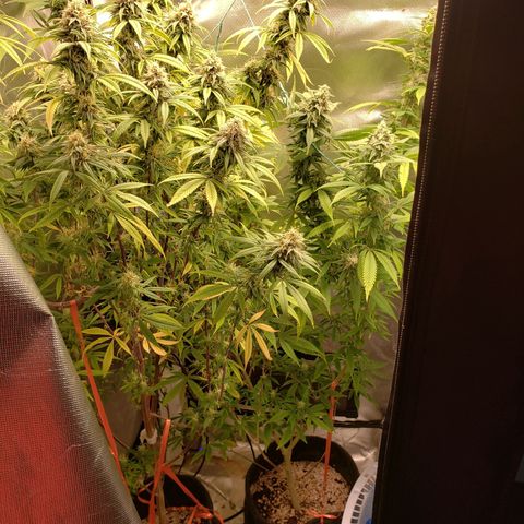 Mara e Maravilha growlog timeline photo