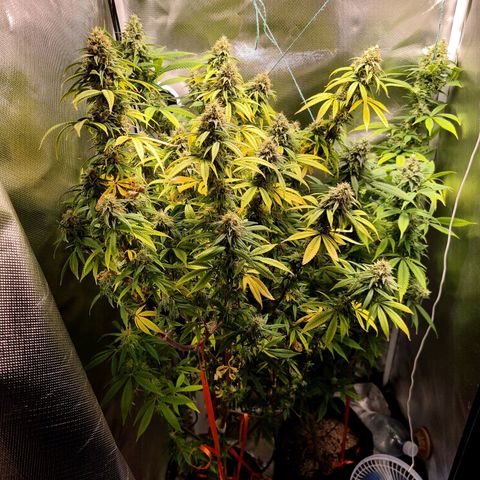Mara e Maravilha growlog timeline photo