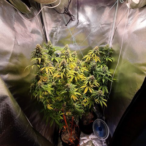 Mara e Maravilha growlog timeline photo