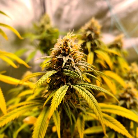 Mara e Maravilha growlog timeline photo