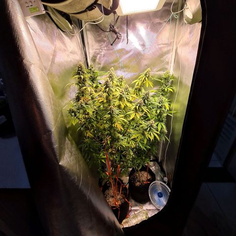 Mara e Maravilha growlog timeline photo