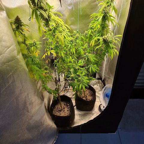 Mara e Maravilha growlog photo: 1 colheita 