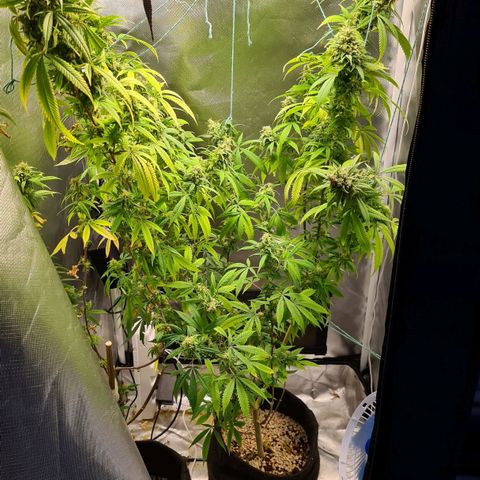 Mara e Maravilha growlog photo: 1 colheita 