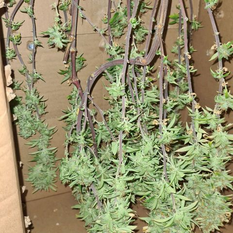 Mara e Maravilha growlog photo: 1 colheita 