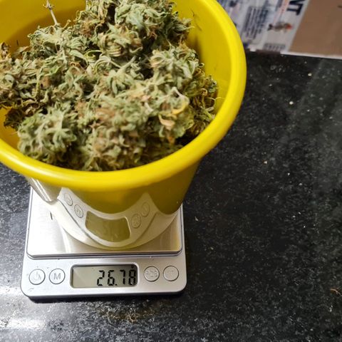 Mara e Maravilha growlog photo: 26.78